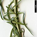SpeciesSub: subsp. serotinum